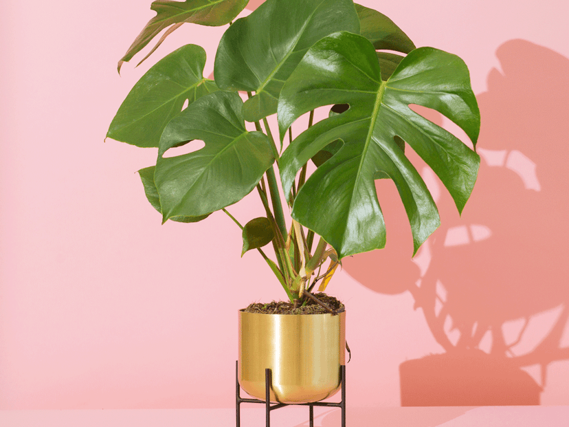 Just add water: how to propagate your Monstera plant