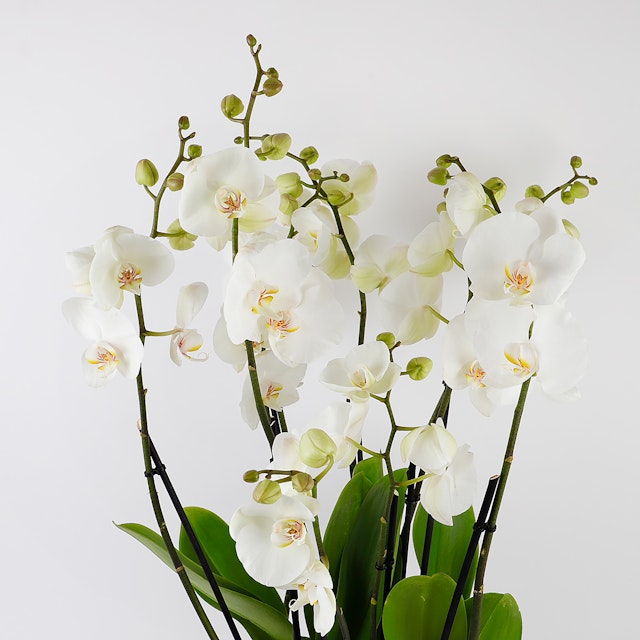 3 Orchid Arrangement