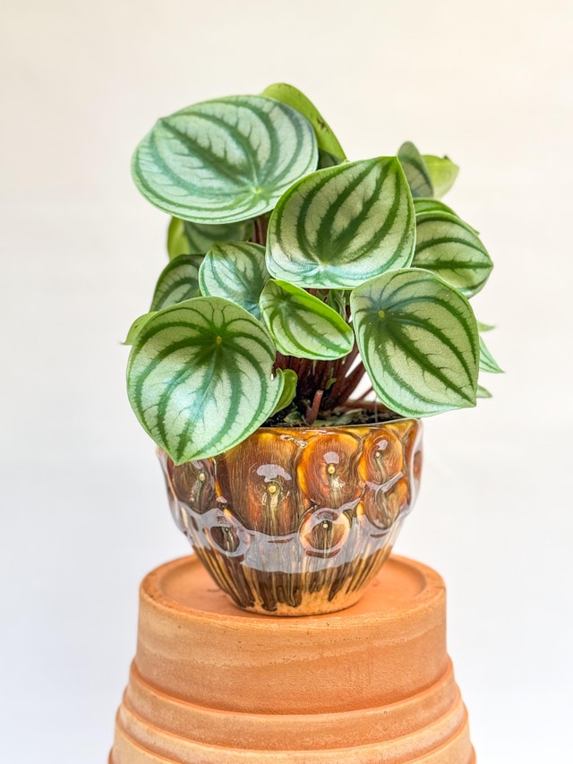 Plant-watermelonPepe