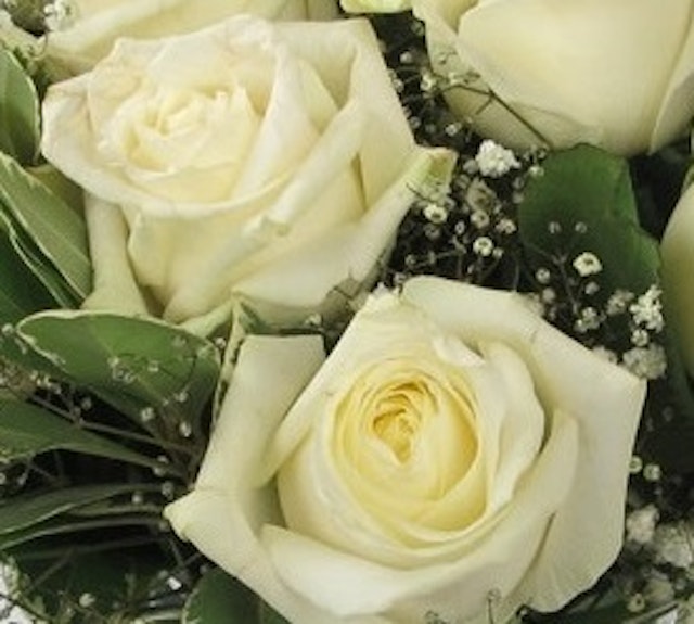 Classic Ivory Roses