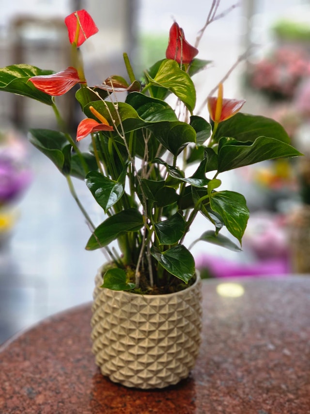 Anthurium plant