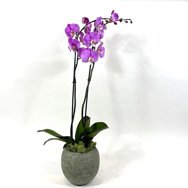 Orchid Pot Pink