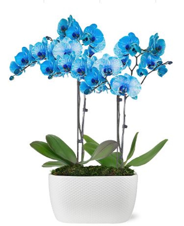 Twin Sapphire Orchids