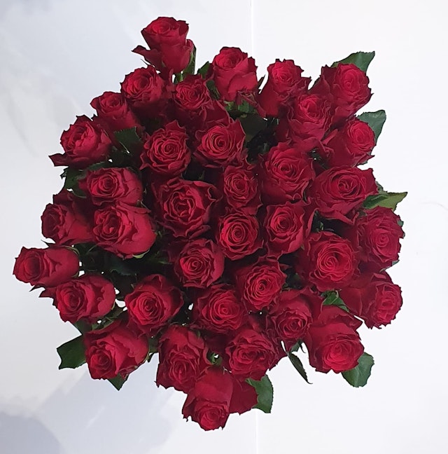 36 Red Roses