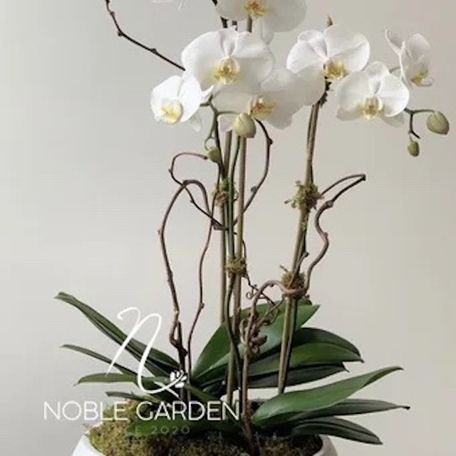 Orchid plant in vase