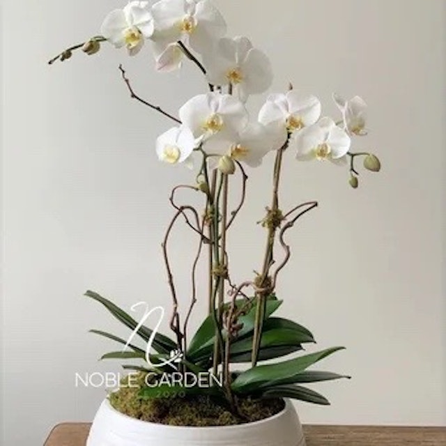 Orchid plant in vase