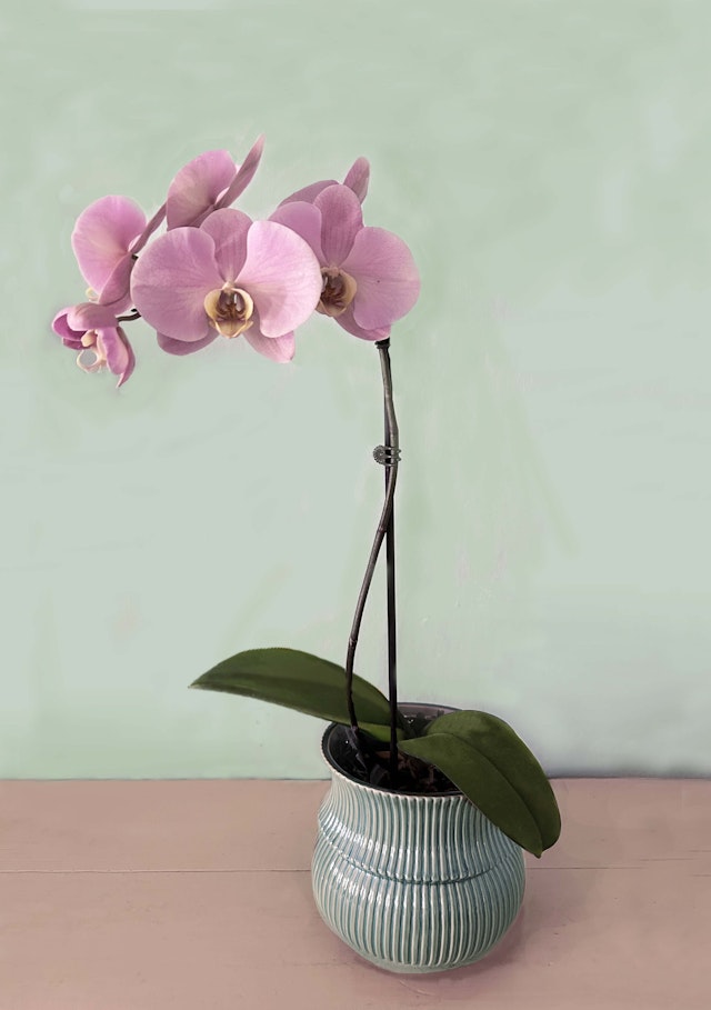 Mara Mauve Orchid