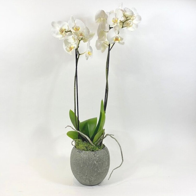 Orchid Pot White
