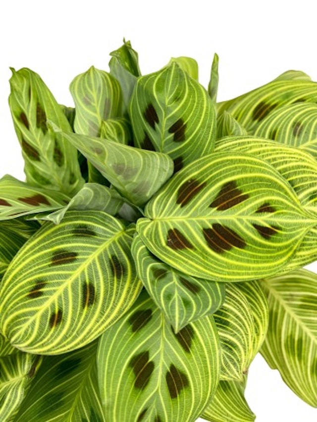 Plant - Praying plant