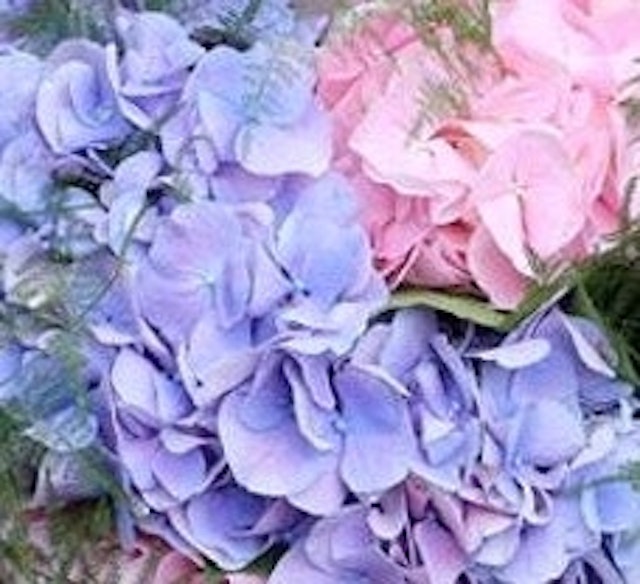 Heavenly Hydrangeas