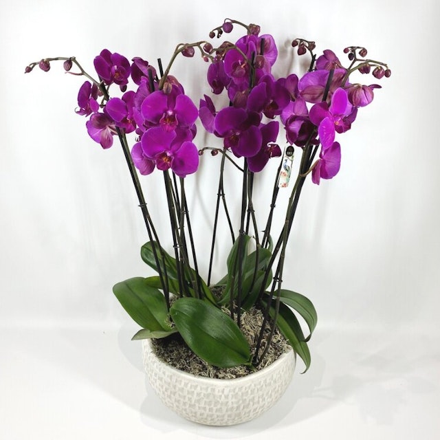Orchid Planter Cerise
