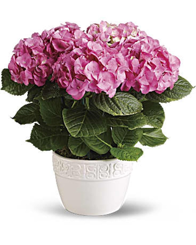 Pink Hydrangea