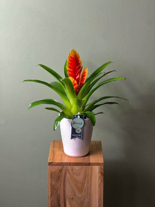 Orange Bromelia