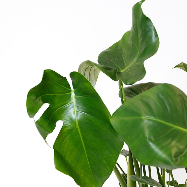 Monstera