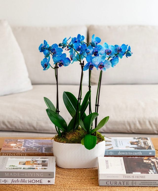 Twin Sapphire Orchids