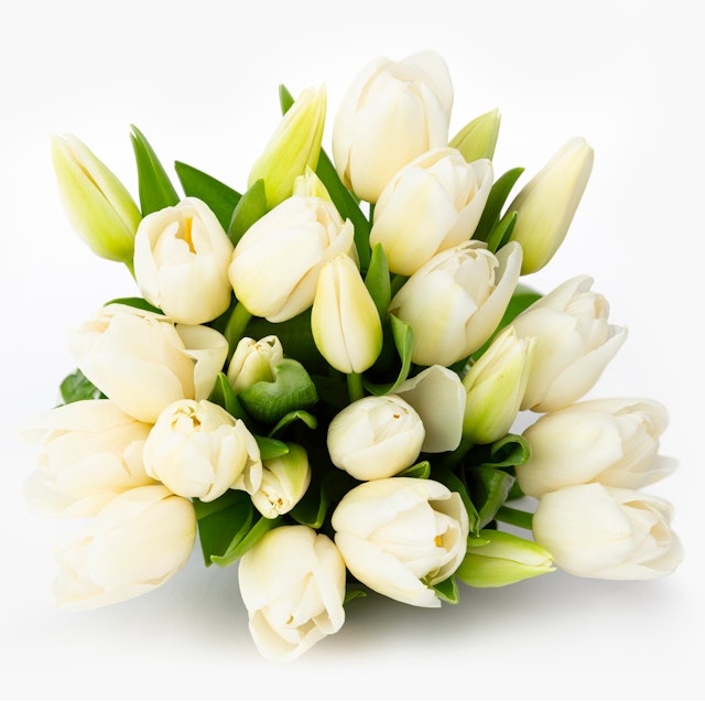 Pure White Tulips