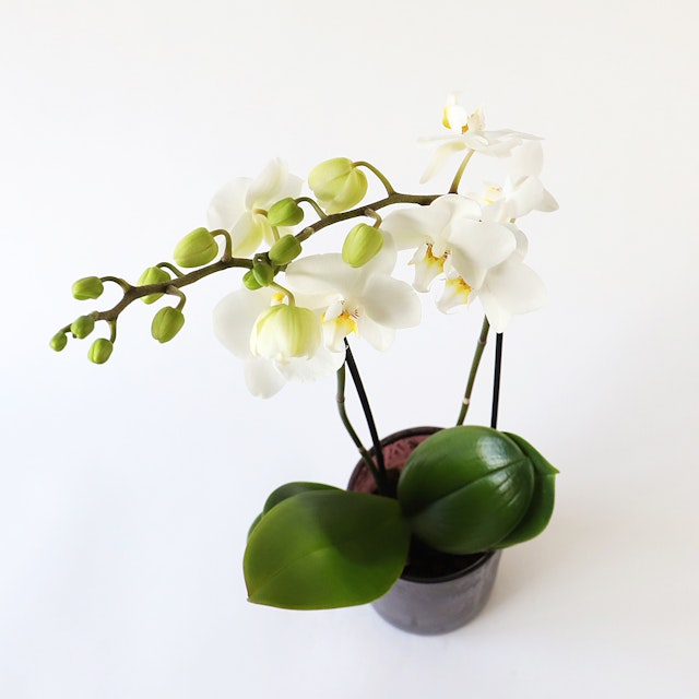 Medium White Orchid