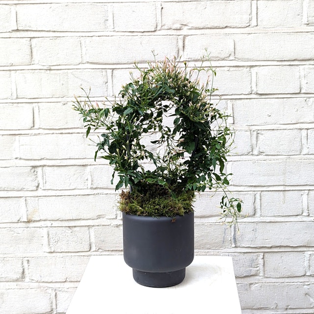 Potted Indoor Jasmine