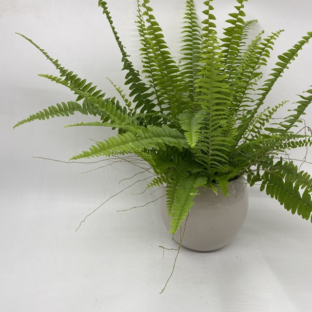 Boston fern