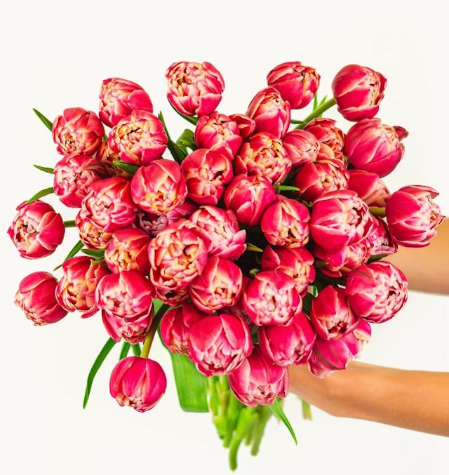 Pink Peony Tulips