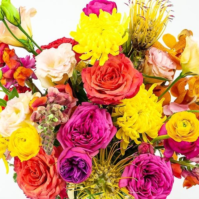 BRIGHT SURPRISE FLORA