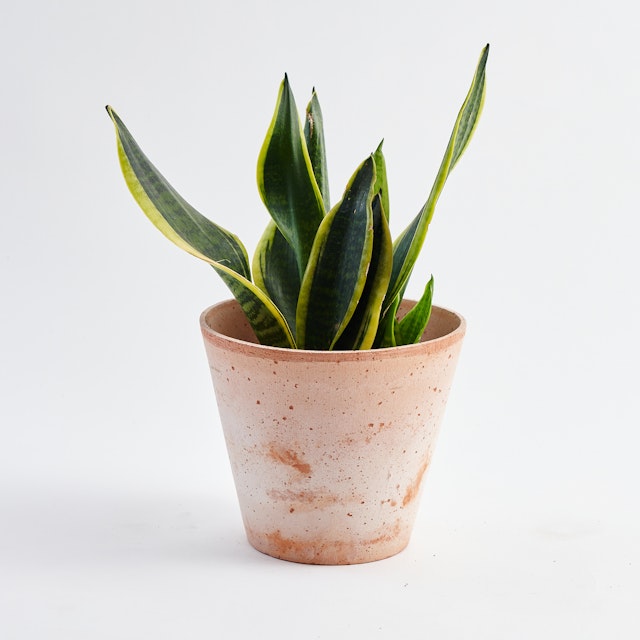 Snake Plant Potted