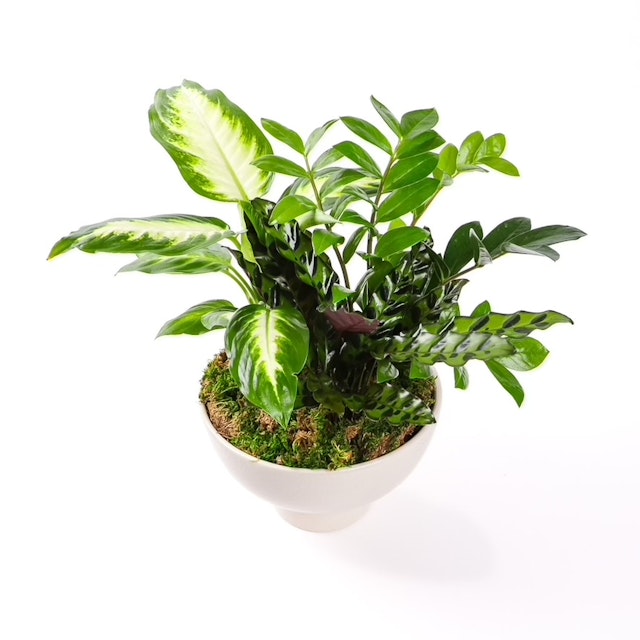 Urban Jungle Planting