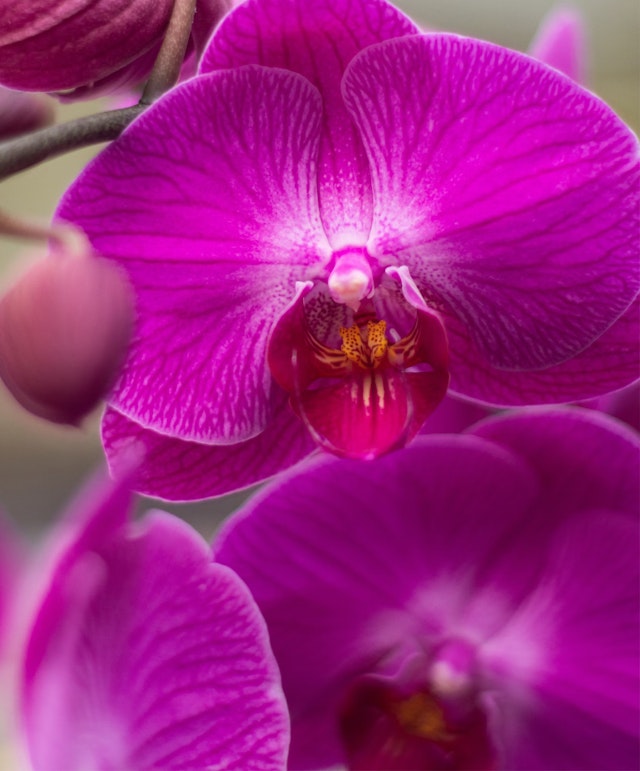 Amalfi Orchid Duo