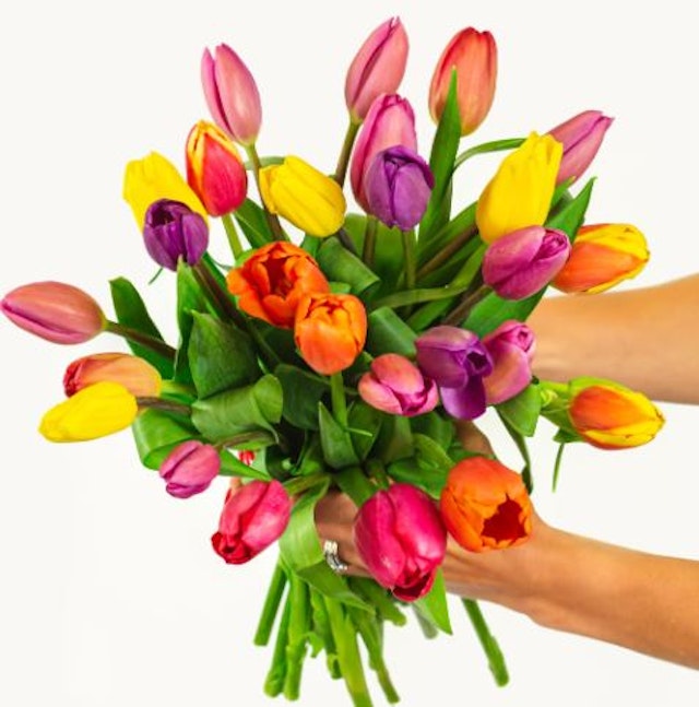 A Tulip for Every Tas