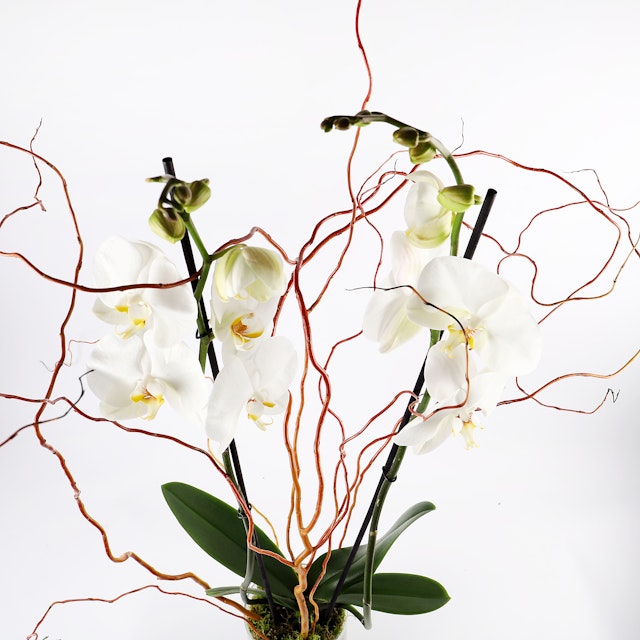3 Stem White Orchid