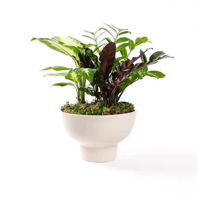 Urban Jungle Planting