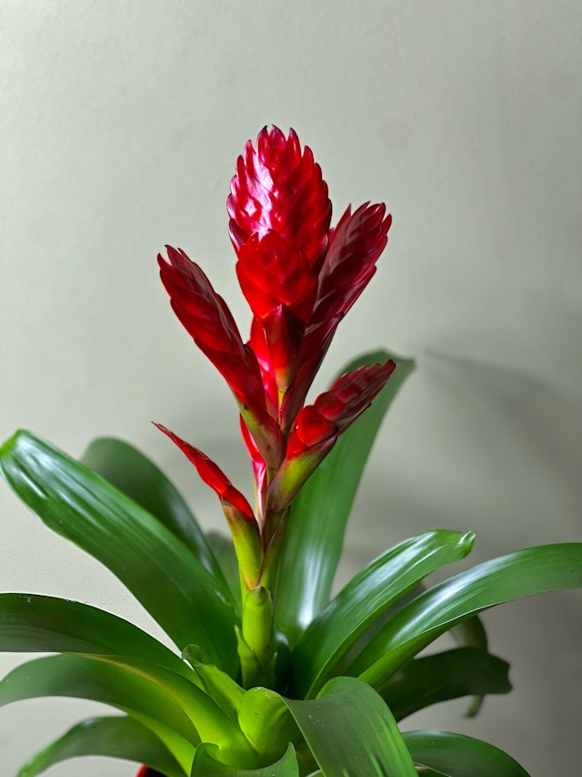 Red Bromelia