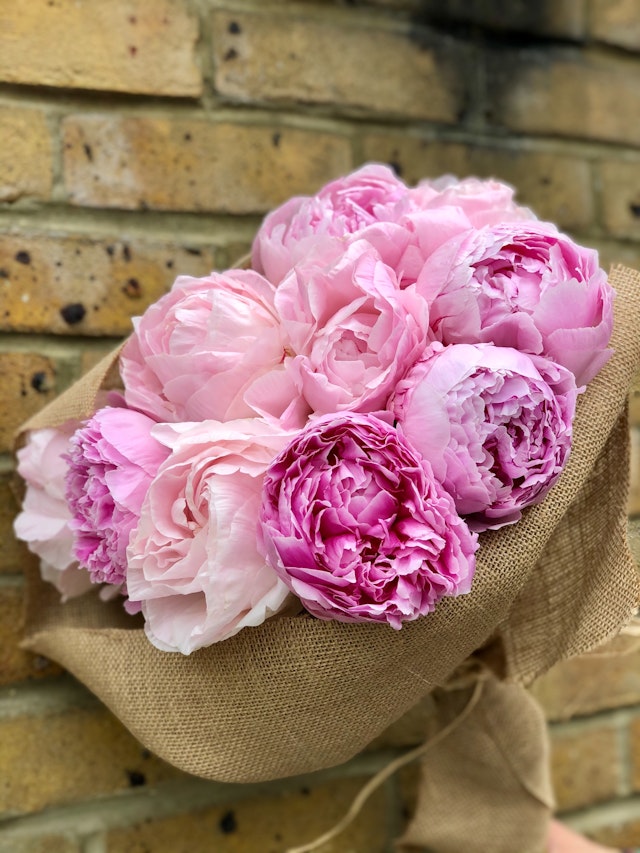Pink Peonies