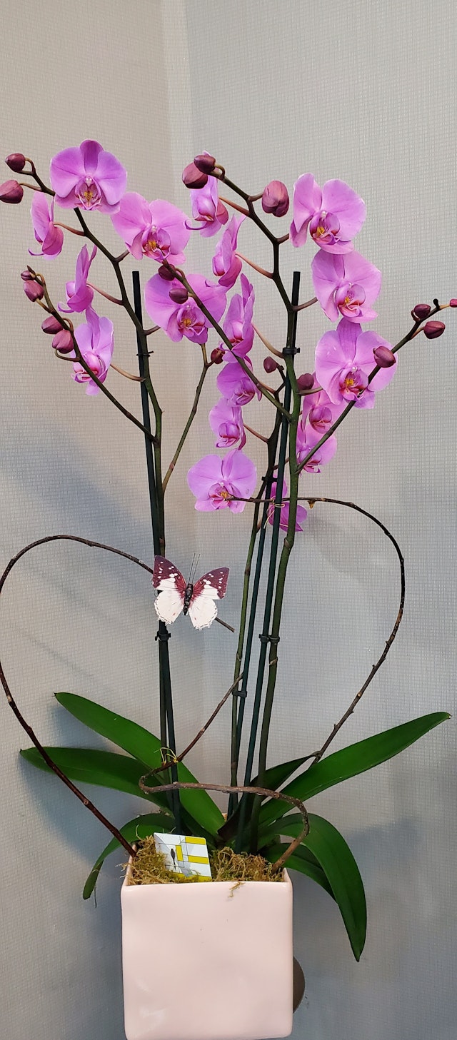 Orchid double stems