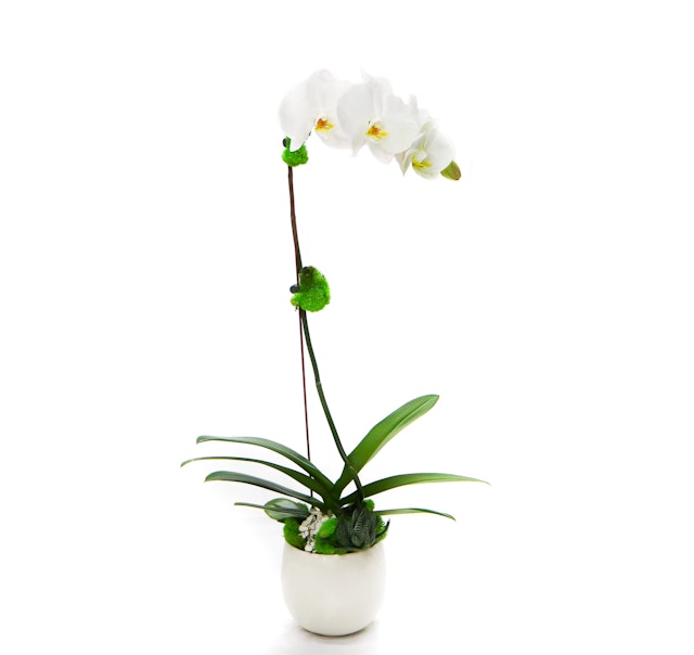 White Orchid  Single