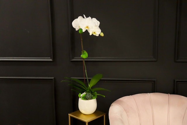 White Orchid  Single