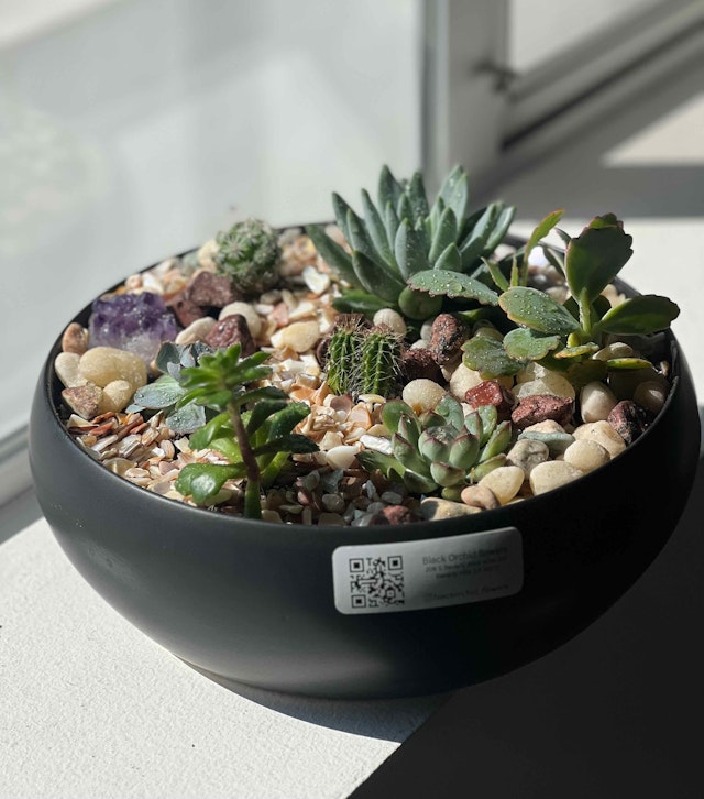Succulents in a pot
