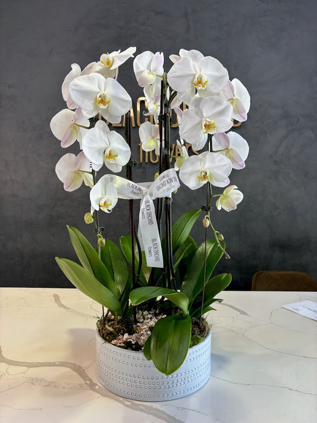 3 orchids in a pot