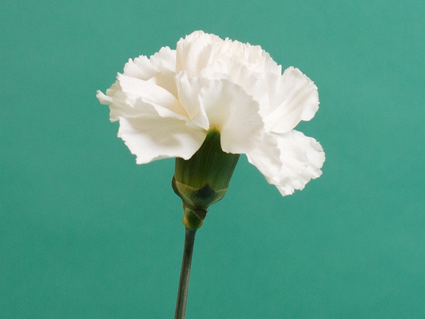 January Birth Flowers Meaning: Carnation