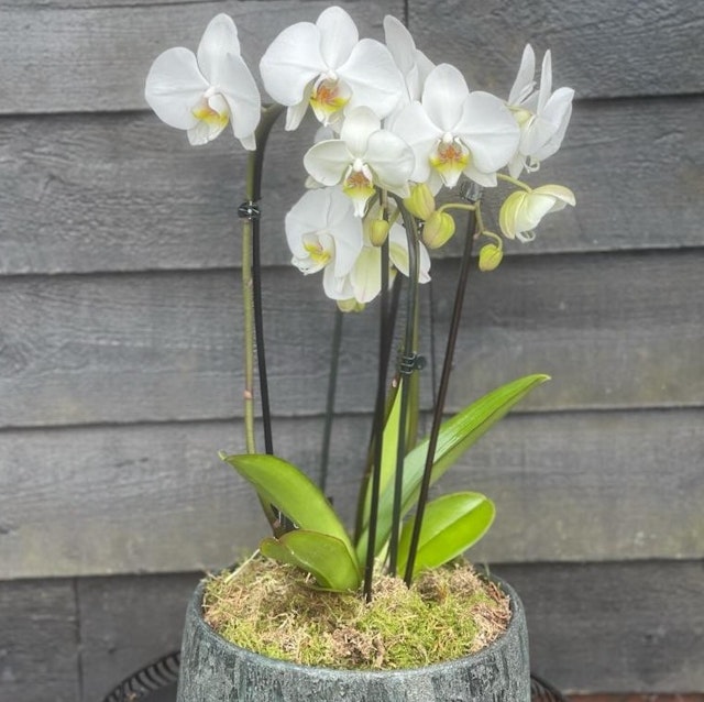 Orchid in Bowl