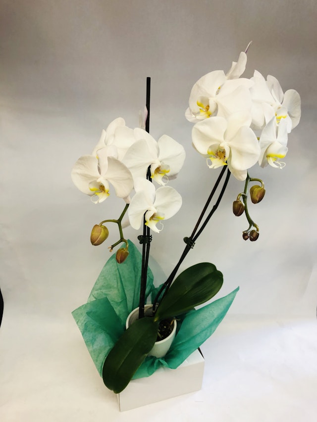 Phalaenopsis your way