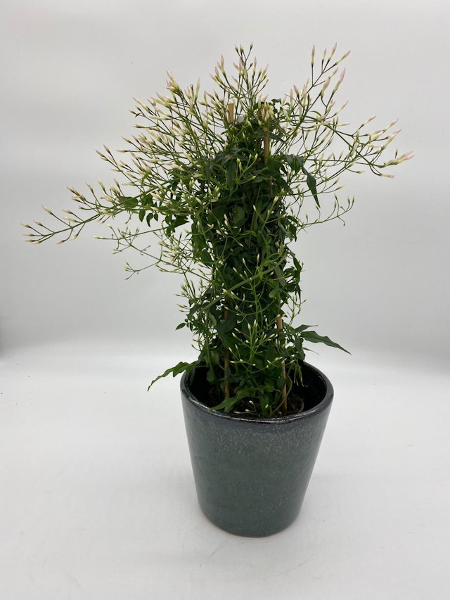 Jasmine plant and pot