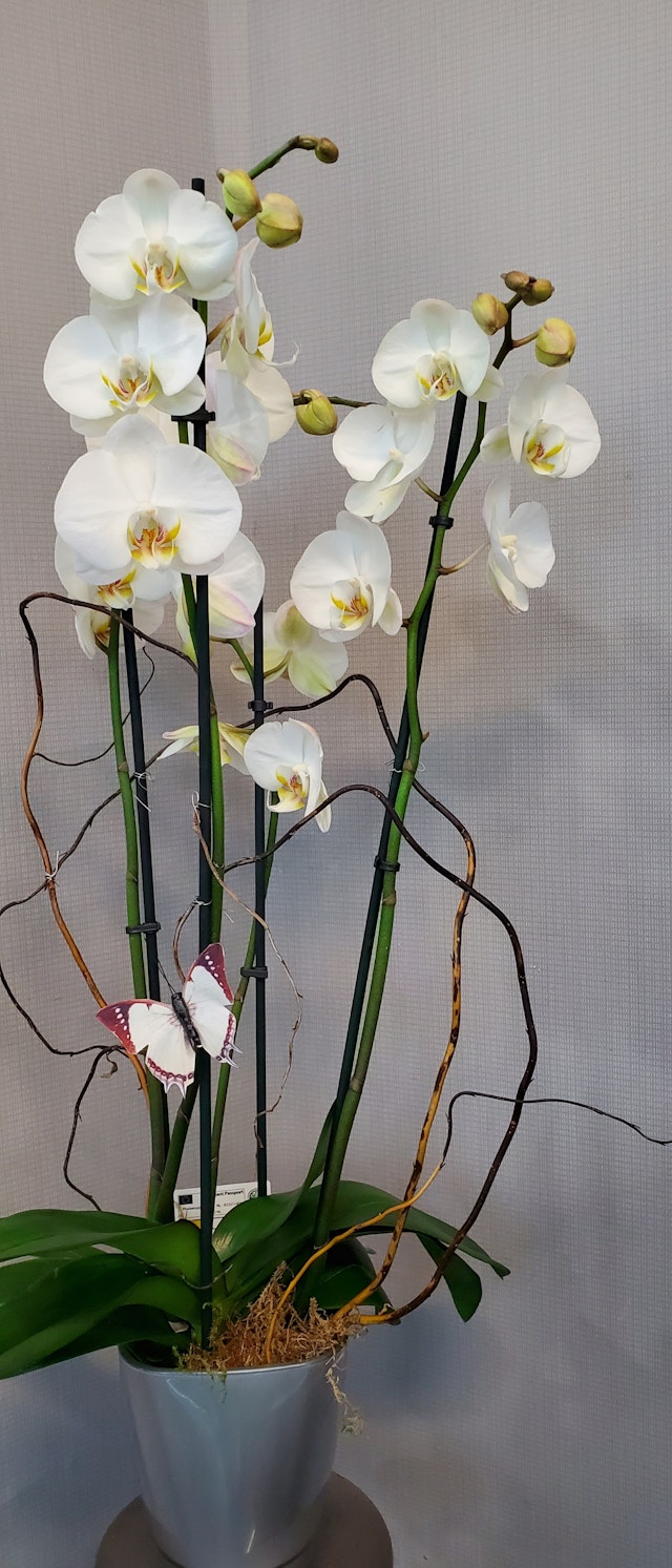 Orchid double stems