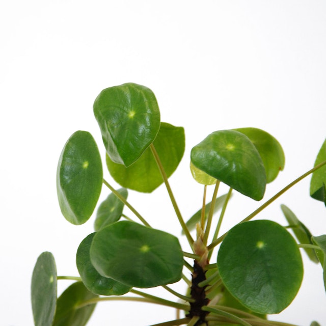 Pilea