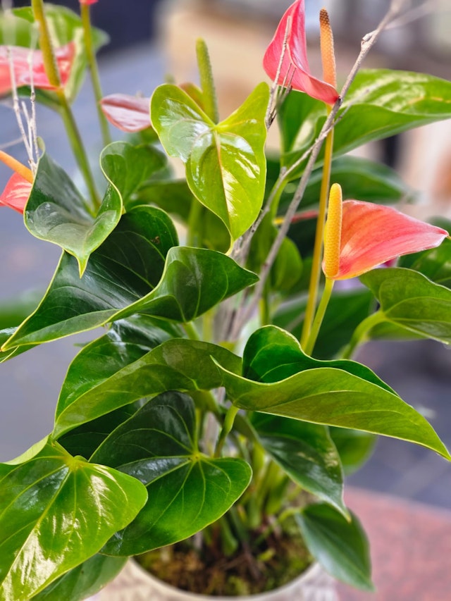 Anthurium plant