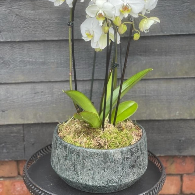 Orchid in Bowl