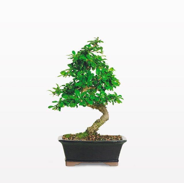 Fukien Tea