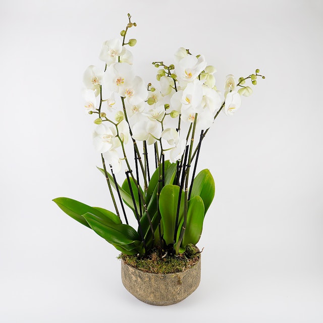 3 Orchid Arrangement