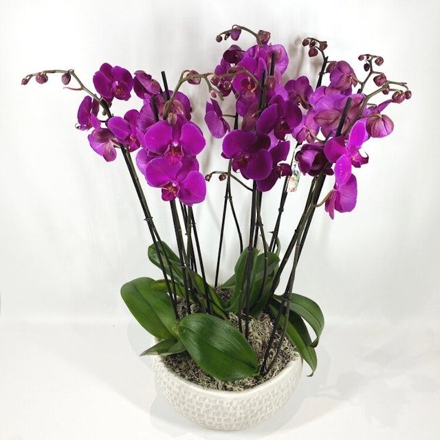 Orchid Planter Cerise