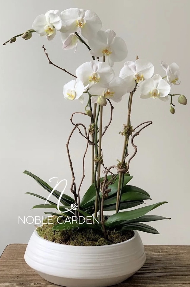 Orchid plant in vase